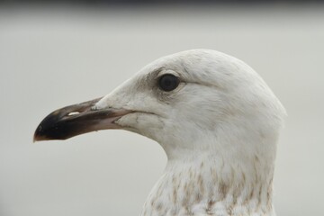 Detailed close up portrait of a beautiful young European herring seagull in Merseyside, UK
