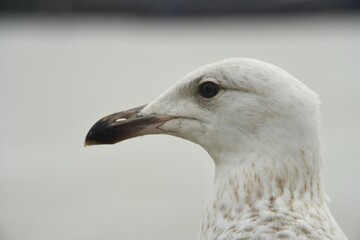 Detailed close up portrait of a beautiful young European herring seagull in Merseyside, UK