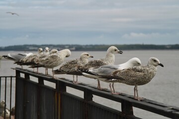 Group of young European herring gulls lined up on a railing at Liverpool Pier Head. Flock of seagulls looking out to sea on a cloudy day.