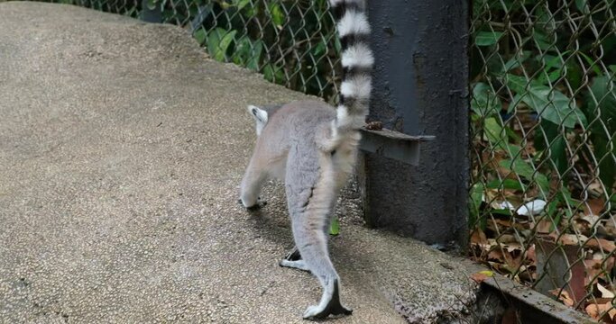  Ring-tailed lemur Standing On Rock, Safari, Phu Quoc Island, Vietnam