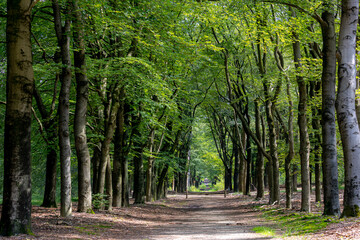Obraz premium Park and outdoor concept, Spring landscape with pathway into through the wood, New young green leaves on twig in the forest, Rows of big trees trunks along the walkways, Nature greenery background.