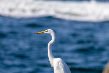 great heron