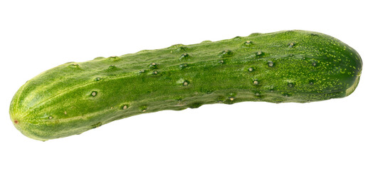 Fresh green cucumber on isolated background