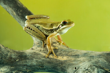 Montevideo Treefrog, Hyla Pulchela,  La Pampa, Patagonia,Argentina.