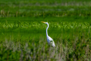 Fototapeta premium great white heron