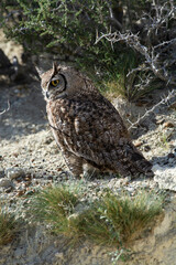 Great Horned Owl, Bubo virginianus nacurutu, Peninsula Valdes, Patagonia, Argentina.