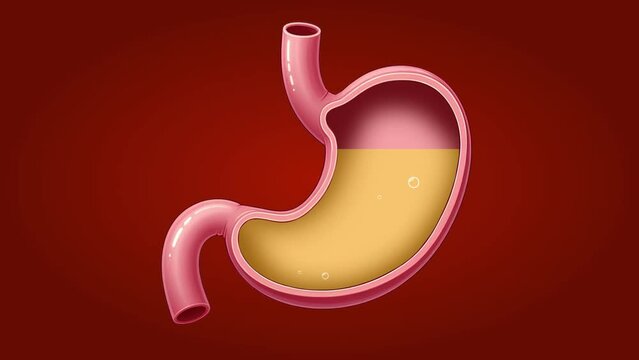 Pills and Capsules Entering the Stomach. Medical Animation