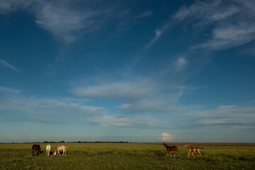 Horses in the Argentine coutryside, La Pampa province, Patagonia,  Argentina.