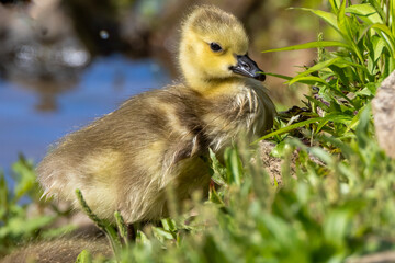 duckling portrait