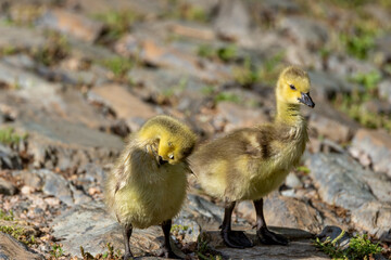baby duck and ducklings