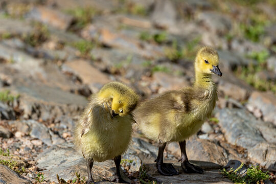 baby duck and ducklings