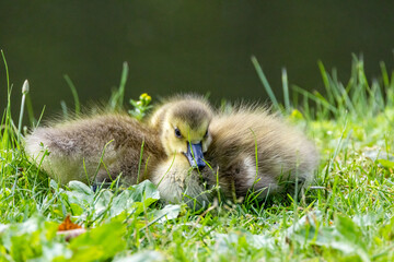 ducklings in the grass