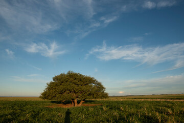 Pampas tree landscape, La Pampa province, Patagonia, Argentina.