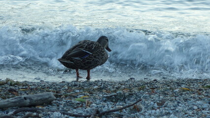 Lake Tekapo, New Zealand, bird in the lake
