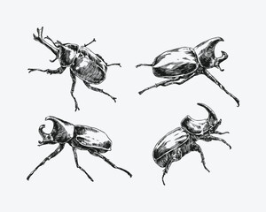 Set of engrave rhinoceros beetle. Different pose, action. Isolated on white background. Monochrome vector illustration. © Irkhamsterstock