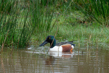 Canard souchet, male,.Anas clypeata, Northern Shoveler