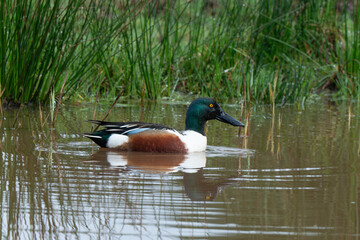 Canard souchet, male,.Anas clypeata, Northern Shoveler