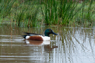Canard souchet, male,.Anas clypeata, Northern Shoveler