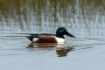 Canard souchet, male,.Anas clypeata, Northern Shoveler