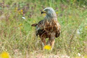 Milan royal,.Milvus milvus , Red Kite