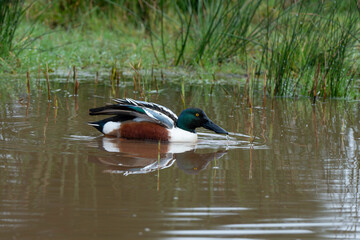 Canard souchet, male,.Anas clypeata, Northern Shoveler