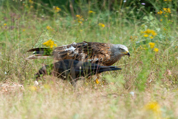 Milan royal,.Milvus milvus , Red Kite