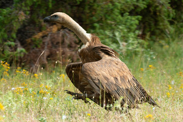 Fototapeta premium Vautour fauve,.Gyps fulvus, Griffon Vulture, Parc naturel régional des grands causses 48, Lozere, France