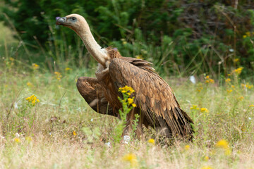 Vautour fauve,.Gyps fulvus, Griffon Vulture, Parc naturel régional des grands causses 48, Lozere, France