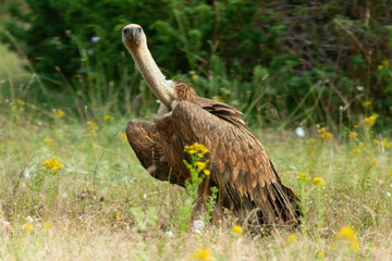 Vautour fauve,.Gyps fulvus, Griffon Vulture, Parc naturel régional des grands causses 48, Lozere, France