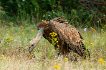 Vautour fauve,.Gyps fulvus, Griffon Vulture, Parc naturel régional des grands causses 48, Lozere, France
