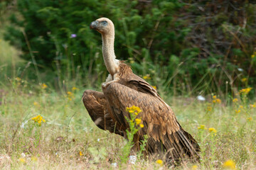Vautour fauve,.Gyps fulvus, Griffon Vulture, Parc naturel régional des grands causses 48, Lozere, France