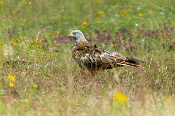 Milan royal,.Milvus milvus , Red Kite