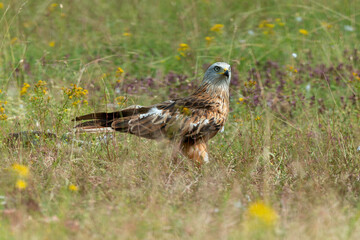 Milan royal,.Milvus milvus , Red Kite