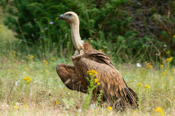 Vautour fauve,.Gyps fulvus, Griffon Vulture, Parc naturel régional des grands causses 48, Lozere, France