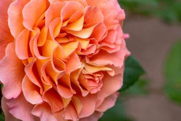 Orange pink rose bud in the garden. Flower red petals bush flowerbed. David Austin roses