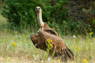 Vautour fauve,.Gyps fulvus, Griffon Vulture, Parc naturel régional des grands causses 48, Lozere, France