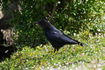 Corneille noire, Corvus corone, Carrion Crow