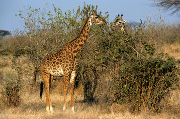 Girafe, Giraffa camelopardalis tippelskirchi, Kenya