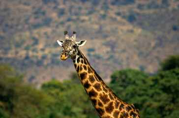 Girafe, Giraffa camelopardalis tippelskirchi, Parc national du Masai Mara , Kenya