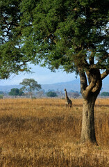 Girafe, Giraffa camelopardalis tippelskirchi, Parc national du Mikumi , Tanzanie