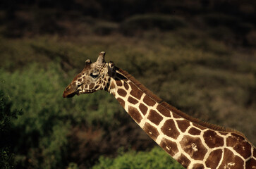 Girafe réticulée, Giraffa camelopardalis reticulata, Parc national de Samburu , Kenya