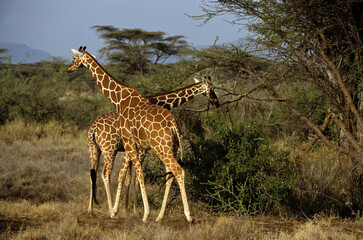 Girafe réticulée, Giraffa camelopardalis reticulata, Parc national de Samburu , Kenya