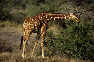 Obraz premium Girafe réticulée, Giraffa camelopardalis reticulata, Parc national de Samburu , Kenya