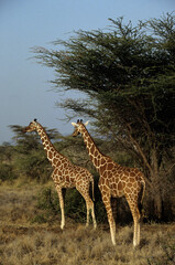 Obraz premium Girafe réticulée, Giraffa camelopardalis reticulata, Parc national de Samburu , Kenya