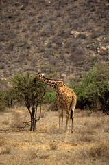 Girafe réticulée, Giraffa camelopardalis reticulata, Parc national de Samburu , Kenya