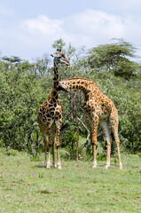 Girafe de Rothschild, Giraffa camelopardalis rotschildi, Parc national de Nakuru , Kenya