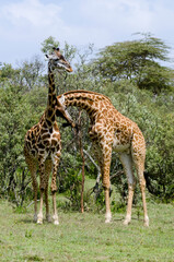 Girafe de Rothschild, Giraffa camelopardalis rotschildi, Parc national de Nakuru , Kenya