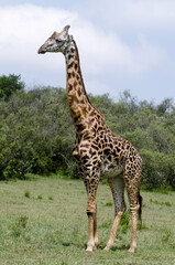 Girafe de Rothschild, Giraffa camelopardalis rotschildi, Parc national de Nakuru , Kenya