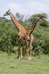 Girafe de Rothschild, Giraffa camelopardalis rotschildi, Parc national de Nakuru , Kenya