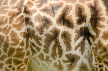 Girafe de Rothschild, Giraffa camelopardalis rotschildi, Parc national de Nakuru , Kenya